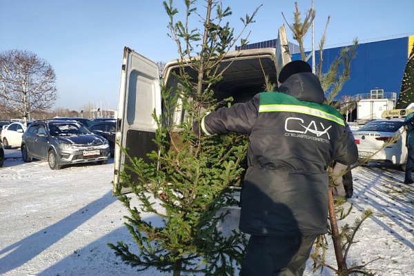 Вальс иголок