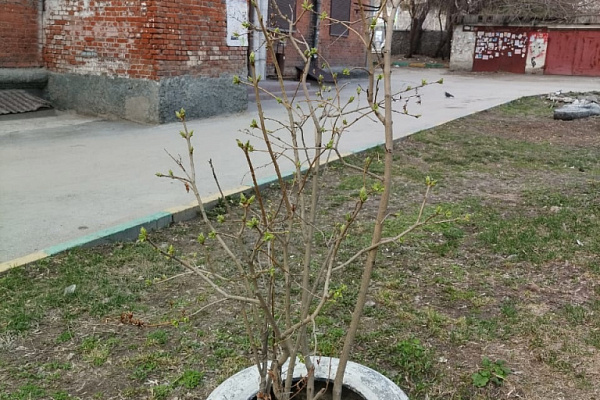 «САХ» советует